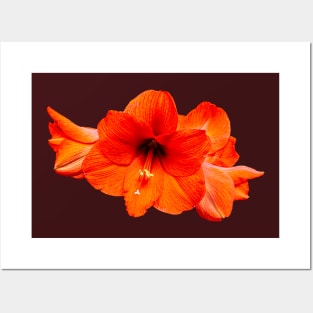 Scarlet Amaryllis  flower Posters and Art